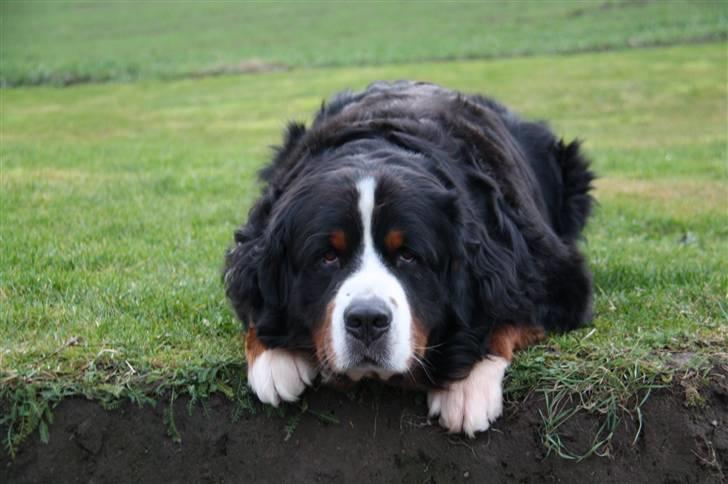 Berner sennenhund Herletta's Sponsor - Sponsor er blevet laft lige over hullet(: Foto: Mig billede 2