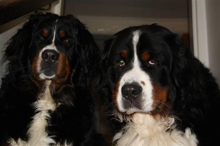 Berner sennenhund Herletta's Sponsor - Sponsor & Holly(: Foto Mig billede 3