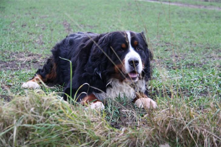 Berner sennenhund Herletta's Sponsor - Sponsor er blevet lagt ude i marken(: Foto: Mig billede 4