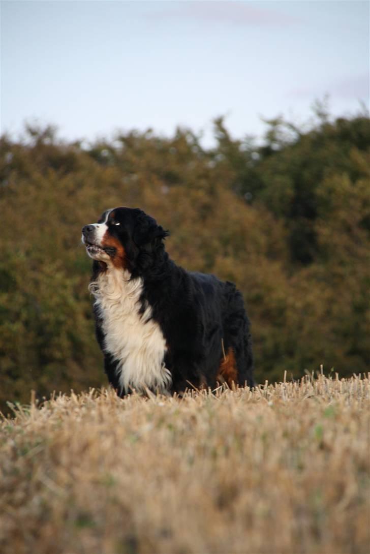 Berner sennenhund Herletta's Sponsor - Ej, hvor er han smuk!? ;* Foto: Mig billede 5