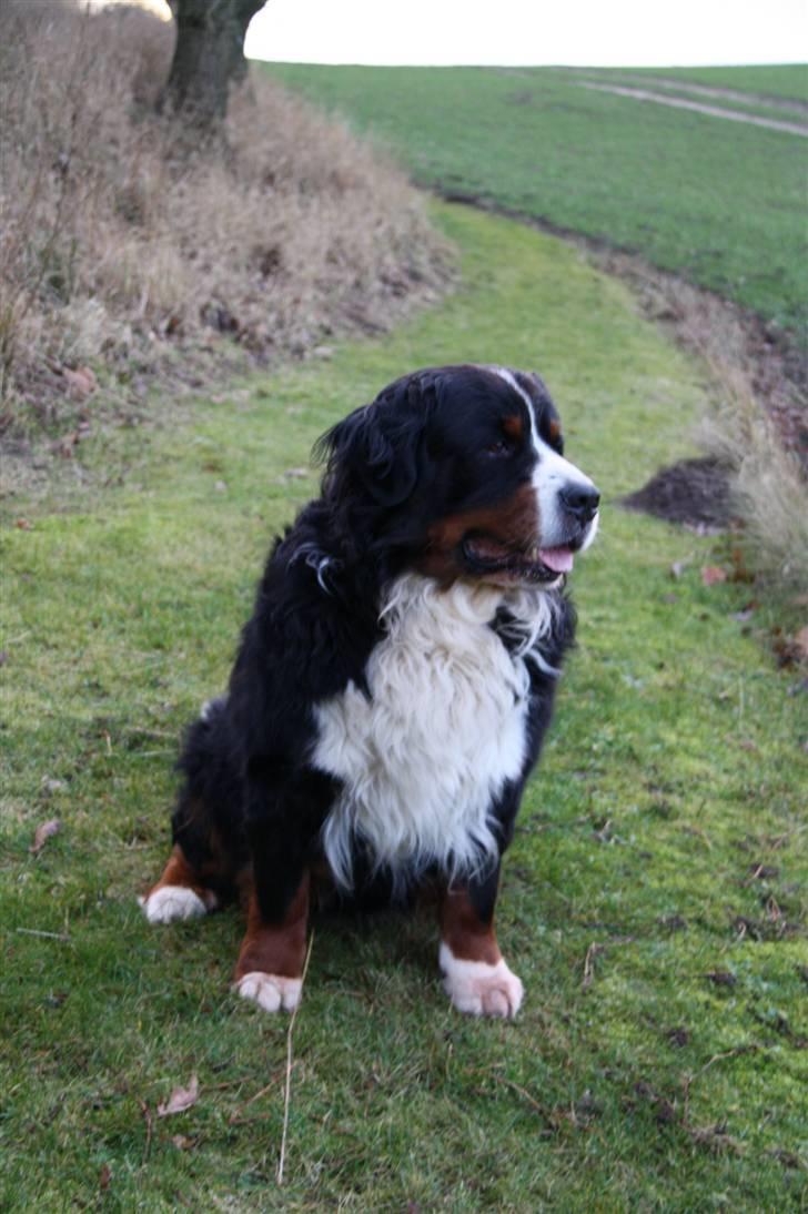 Berner sennenhund Herletta's Sponsor - Sponsor sider og kigger(: Foto: Mig billede 6