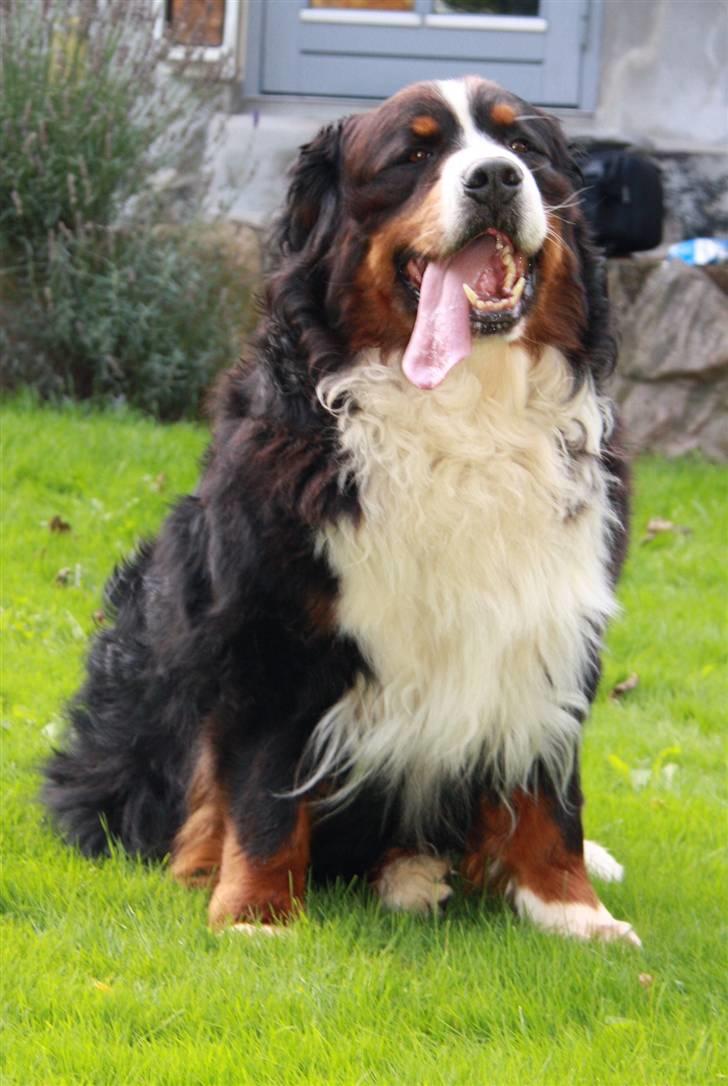 Berner sennenhund Herletta's Sponsor - igen..<3 Foto Mig billede 7