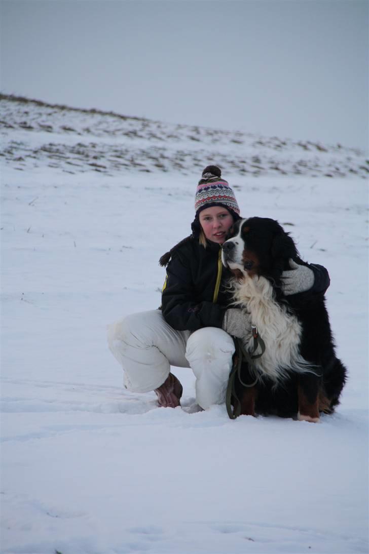 Berner sennenhund Herletta's Sponsor - Sponsor & Jeg(: Uff, hvor jeg elsker den hund! (´: Foto: Michala billede 8