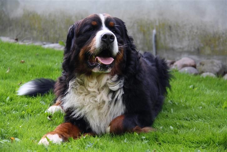 Berner sennenhund Herletta's Sponsor - Sponsor<3 Foto: Mig billede 9