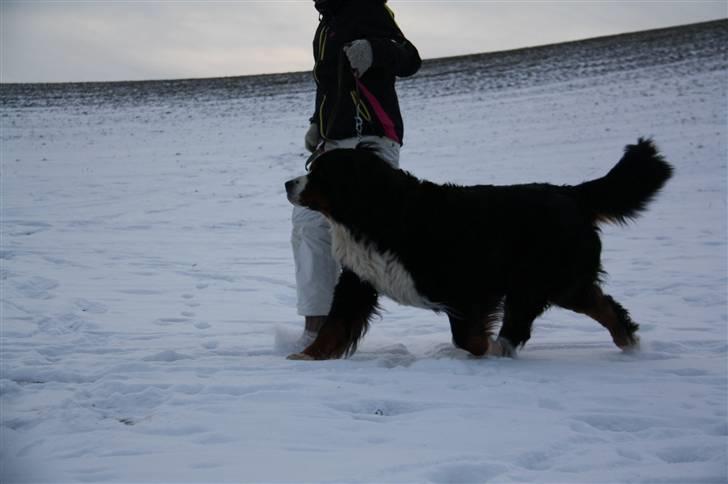 Berner sennenhund Herletta's Sponsor - Sponsor & jeg laver lidt hunde/løbe træning. Foto: Michala billede 10