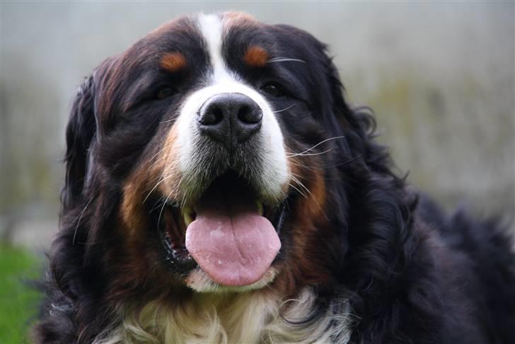 Berner sennenhund Herletta's Sponsor - Hoved(: Foto: Mig billede 11