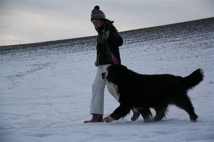 Berner sennenhund Herletta's Sponsor - Sponsor & jeg laver lidt hunde/løbe træning. Foto: Michala billede 12