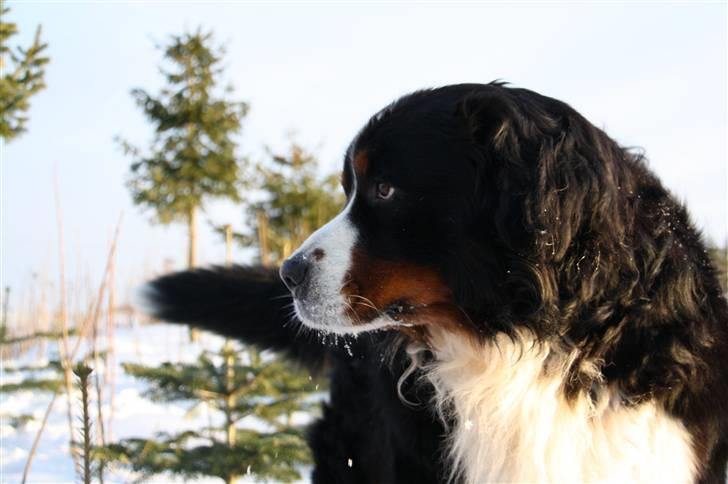 Berner sennenhund Herletta's Sponsor - Smukkøh!?<3 Foto: Mig billede 13