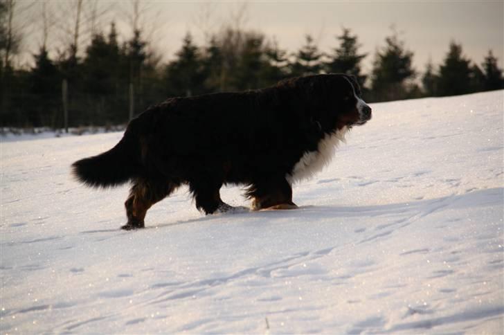 Berner sennenhund Herletta's Sponsor - Gå, gå & gå (; Foto: Mig billede 14