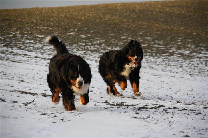 Berner sennenhund Herletta's Sponsor - Sponsor & Holly(: Foto Mig billede 15