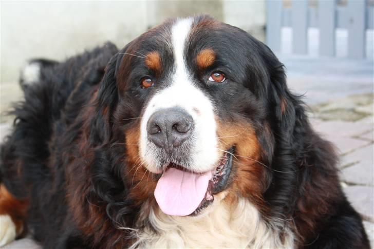 Berner sennenhund Herletta's Sponsor - (: Foto Mig billede 16