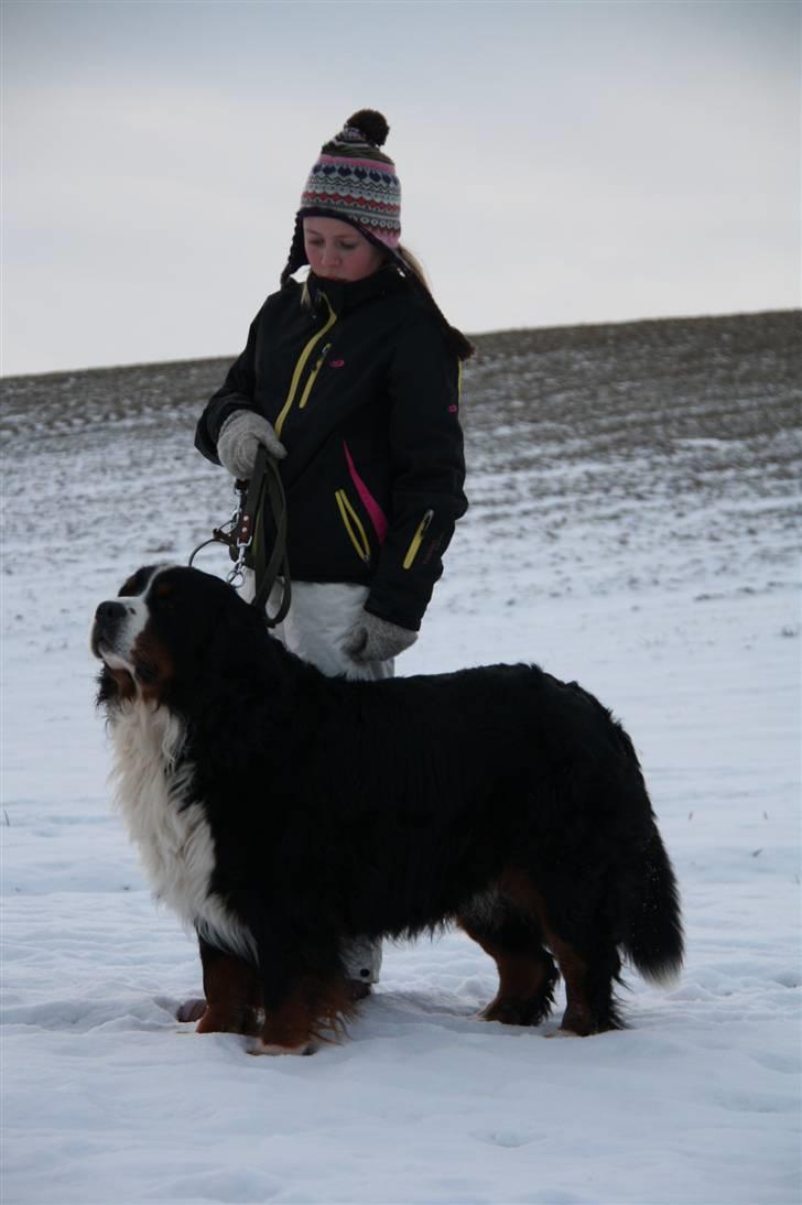Berner sennenhund Herletta's Sponsor - ´´stå´´ Foto: Michala billede 17