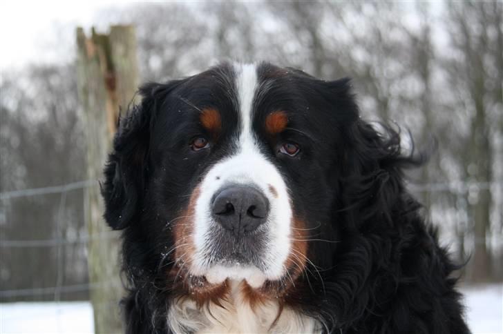 Berner sennenhund Herletta's Sponsor - Smukt hoved! Foto: Mig billede 18