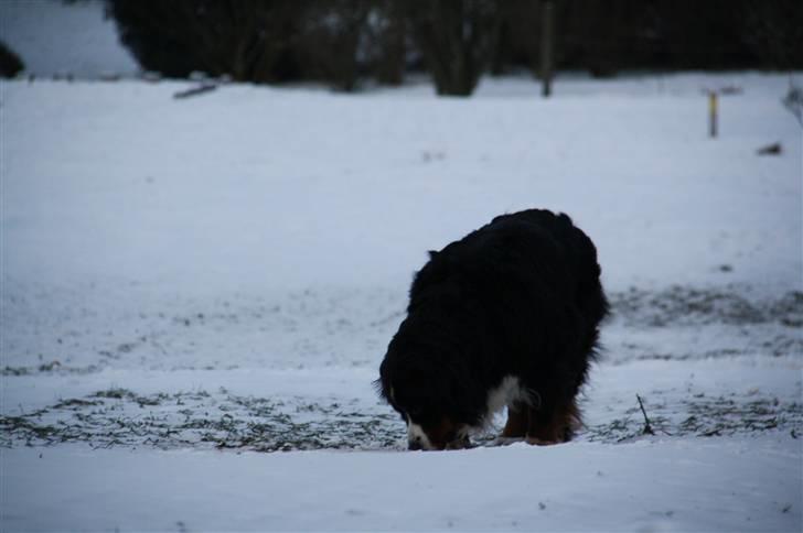 Berner sennenhund Herletta's Sponsor - Sponsor<3 Foto: Mig billede 19