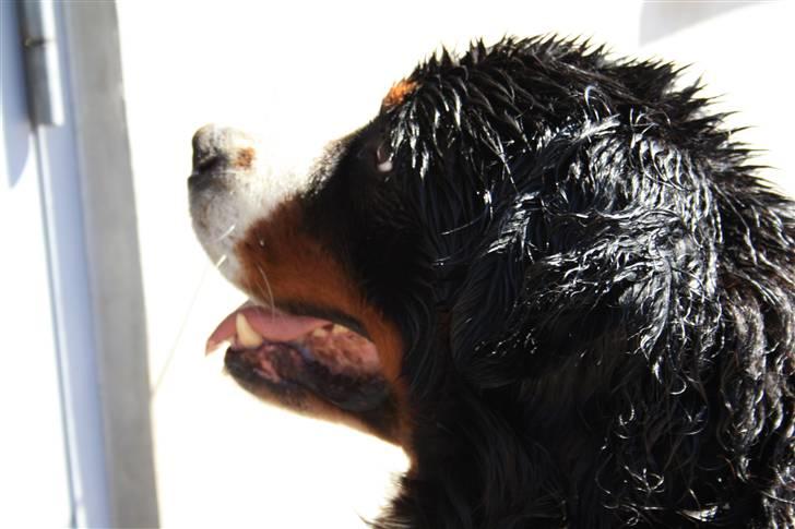 Berner sennenhund Herletta's Sponsor - Sponsor da han lige var blevet vasket :D Foto: Mig billede 20