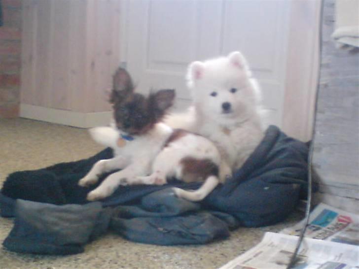 Japansk spids viggo aka kiks - mig og vaks vi savner ham hvil i fred storebror nyt* billede 2