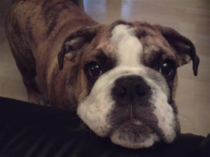 Engelsk bulldog Sparco R.I.P billede 11