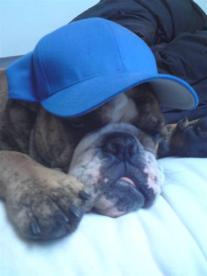 Engelsk bulldog Sparco R.I.P billede 12