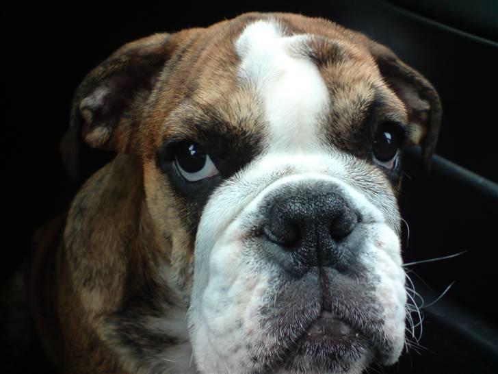 Engelsk bulldog Sparco R.I.P billede 13