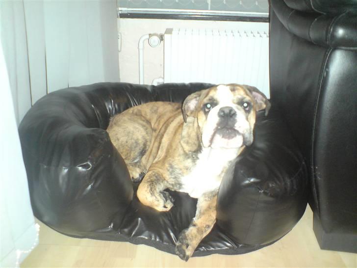 Engelsk bulldog Sparco R.I.P billede 14