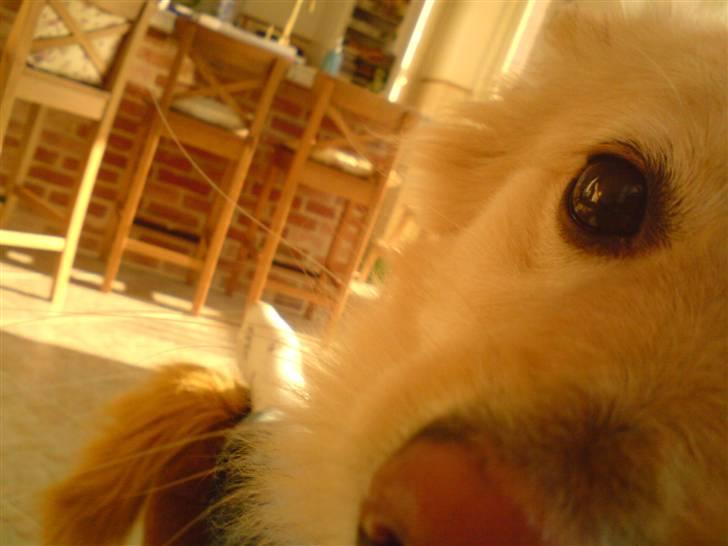 Blanding af racer cirkeline *vi ses smukke* - hendes rolige øje billede 8