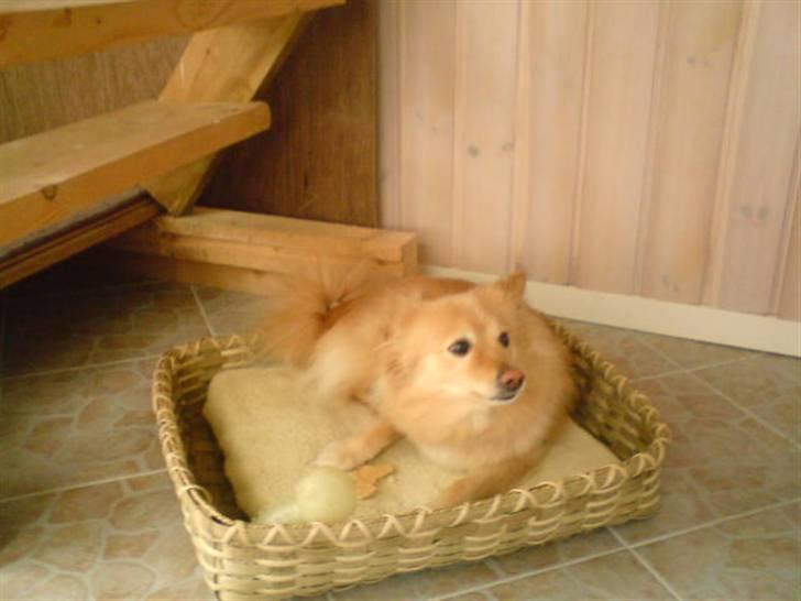 Blanding af racer cirkeline *vi ses smukke* - et af de sidste billeder på selve dagen  billede 9