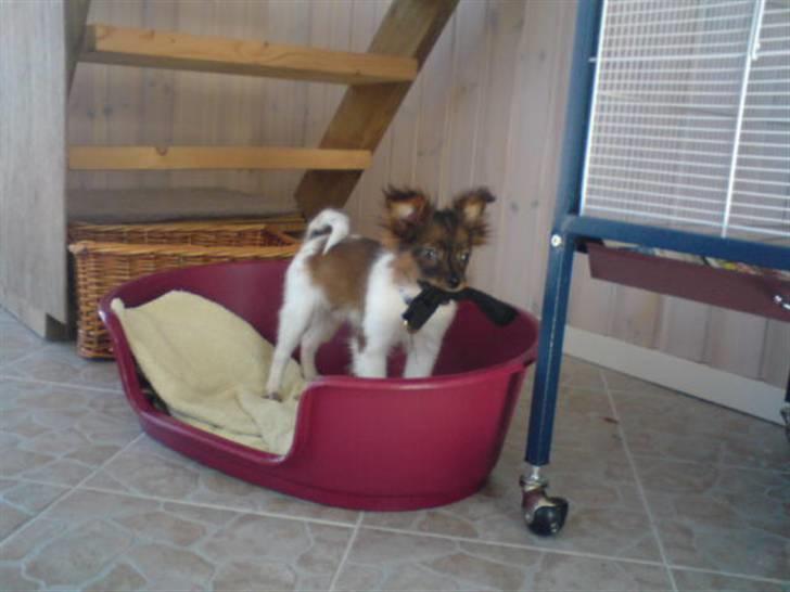 Blanding af racer vaks *savner dig* - med en af han´s sokker i munden billede 6