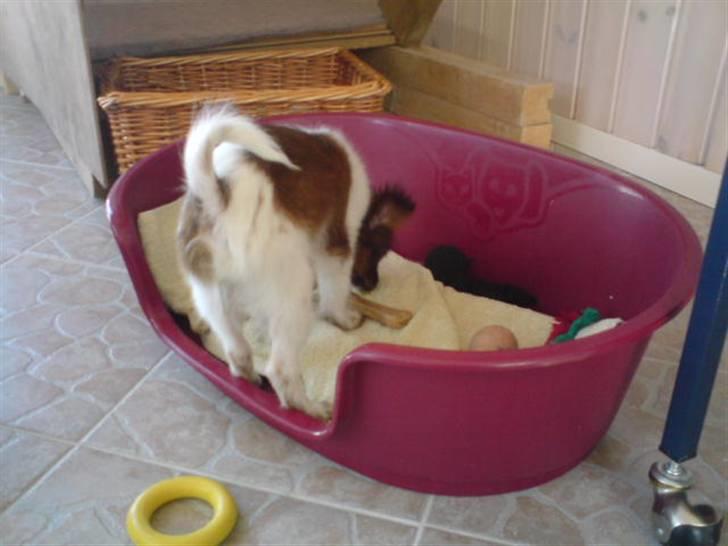 Blanding af racer vaks *savner dig* - i kurven billede 7