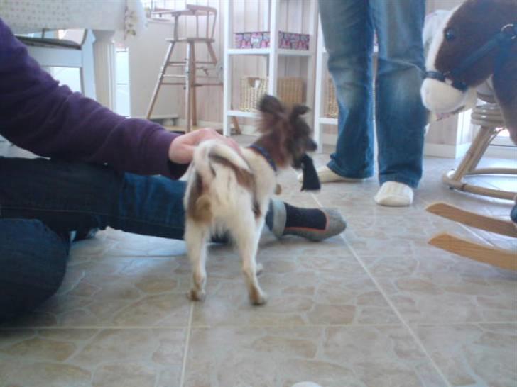 Blanding af racer vaks *savner dig* billede 8