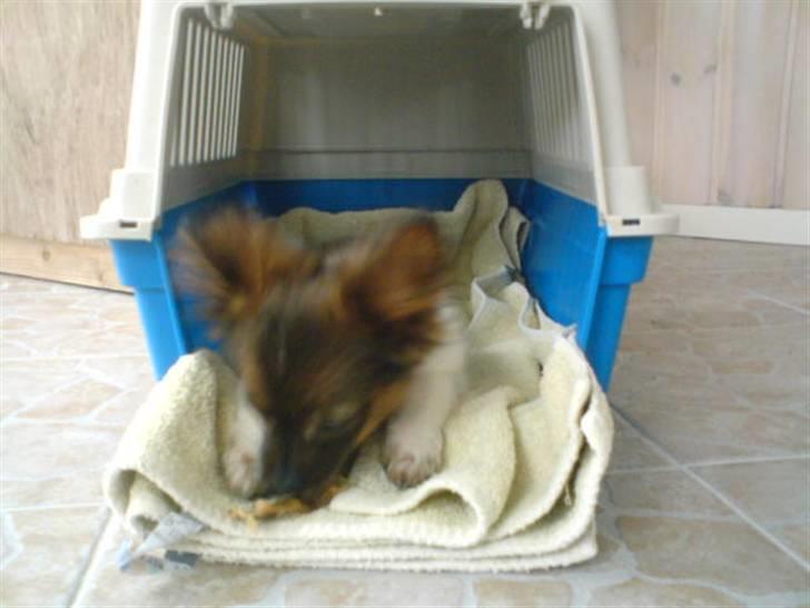 Blanding af racer vaks *savner dig* - første gang han var i kassen billede 9