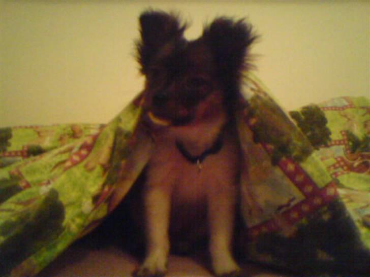 Blanding af racer vaks *savner dig* - lege lege billede 10