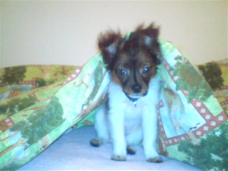 Blanding af racer vaks *savner dig* - jeg leger i dynen det må jeg godt ikk ??? billede 11