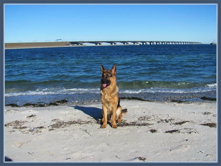 Schæferhund - "Bjarli oliver" - King billede 18