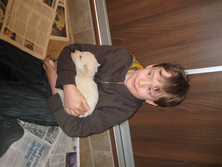 Hvid schæfer Nova billede 1