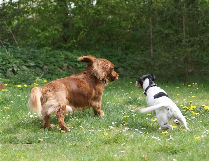Blanding af racer Max min elskede Himmelhund - Max og hans dejlige veninde Dina - de leger bare SÅ godt sammen :o) billede 7