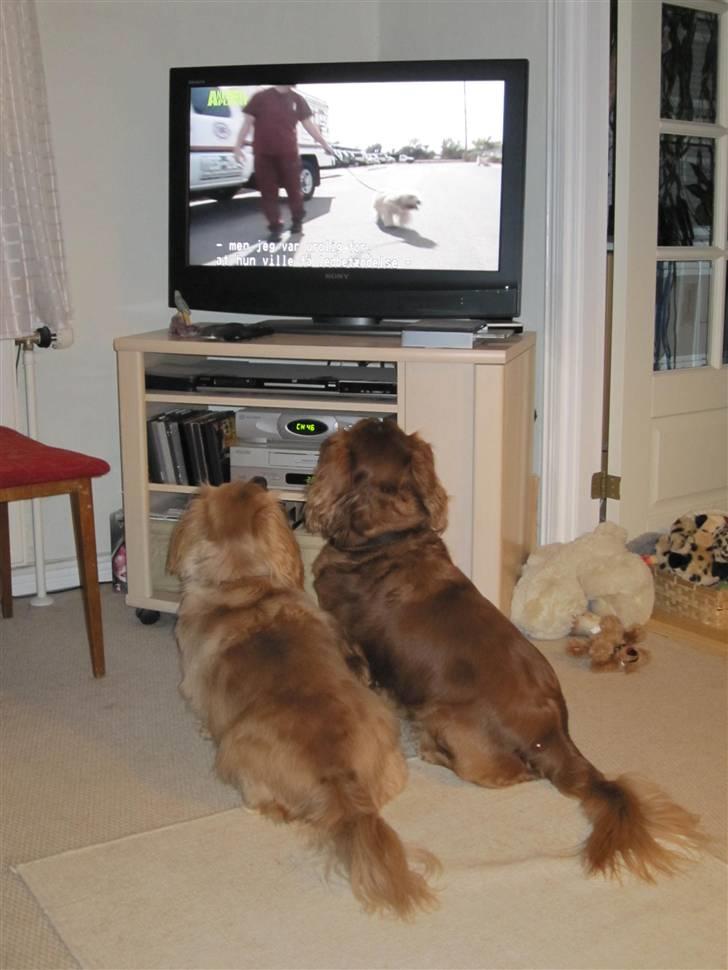 Blanding af racer Max min elskede Himmelhund - Max og Molly elsker at se hunde i fjernsynet :o) billede 19