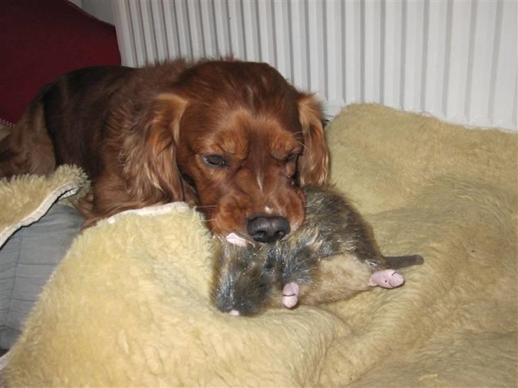 Blanding af racer Max min elskede Himmelhund - Max er helt fjollet med hans nye ven - legetøjs rotten (godt den kun er legetøj pyhhh) billede 20