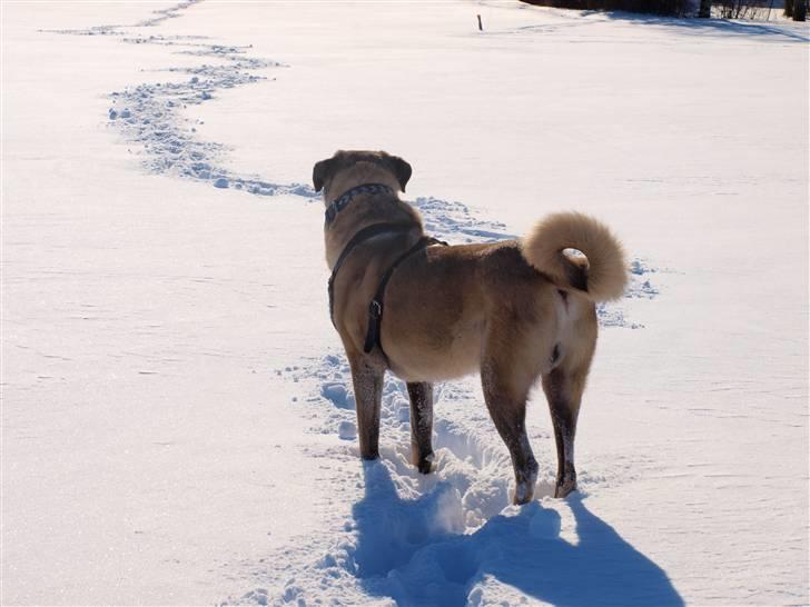 Kangal Sivas billede 13