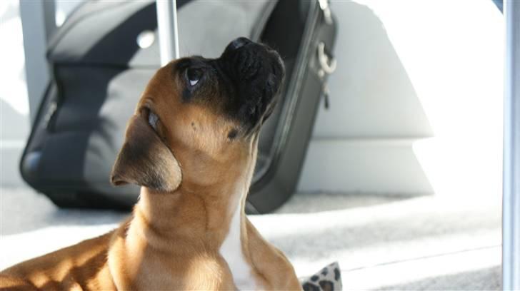 Boxer Martha - Hva´sker der ???? billede 6