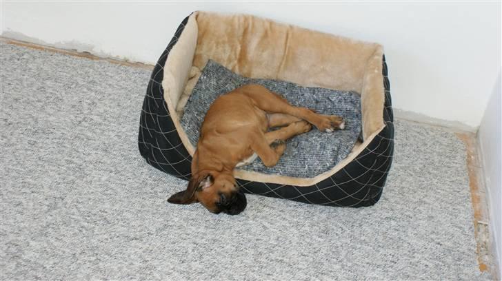 Boxer Martha - Jeg er bare SÅ træt...har været ude at lege !! :o) billede 7