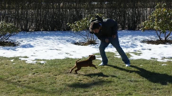 Boxer Martha - JUMP !!! :o) billede 8