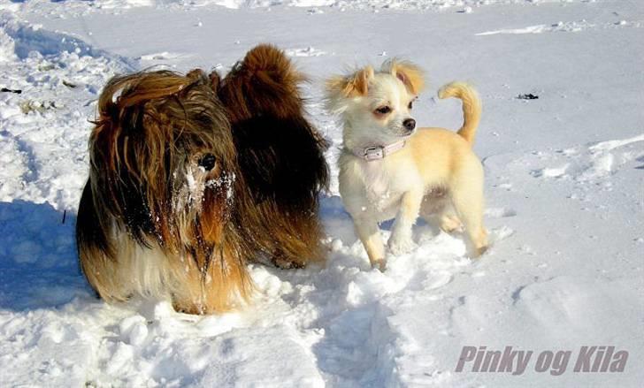 Lhasa apso *Pinky* billede 13