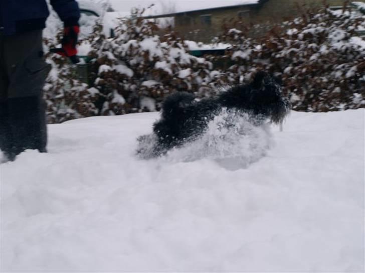 Dvaergschnauzer Silas billede 7