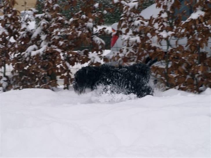 Dvaergschnauzer Silas billede 8