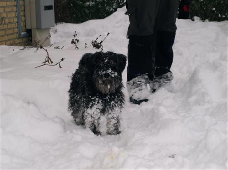 Dvaergschnauzer Silas billede 9