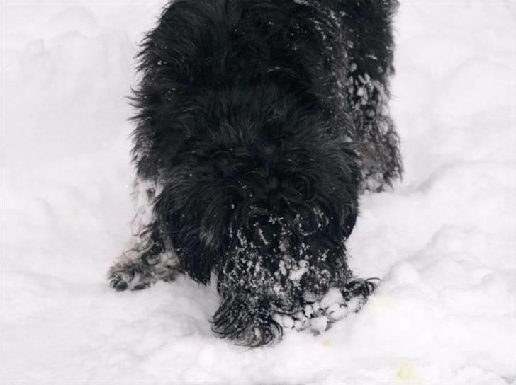 Dvaergschnauzer Silas billede 10