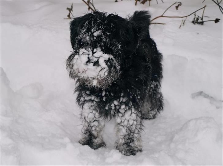 Dvaergschnauzer Silas - min snehund <3  billede 11