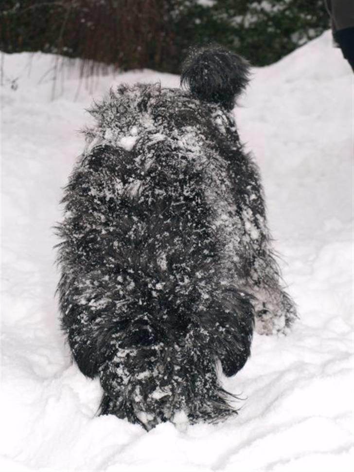 Dvaergschnauzer Silas billede 12