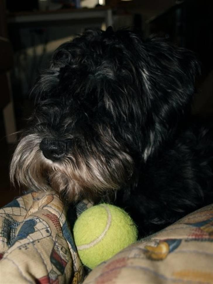 Dvaergschnauzer Silas billede 13