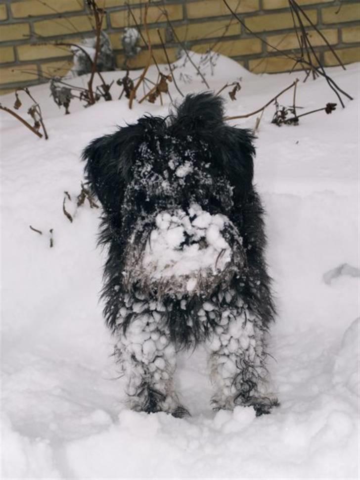 Dvaergschnauzer Silas billede 14